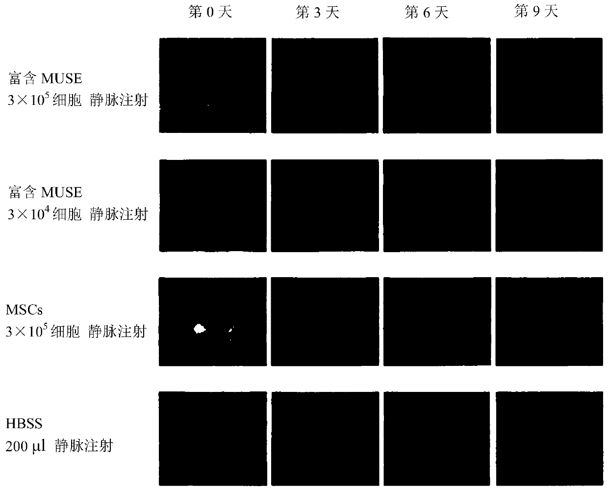 Treatment agent for epidermolysis bullosa