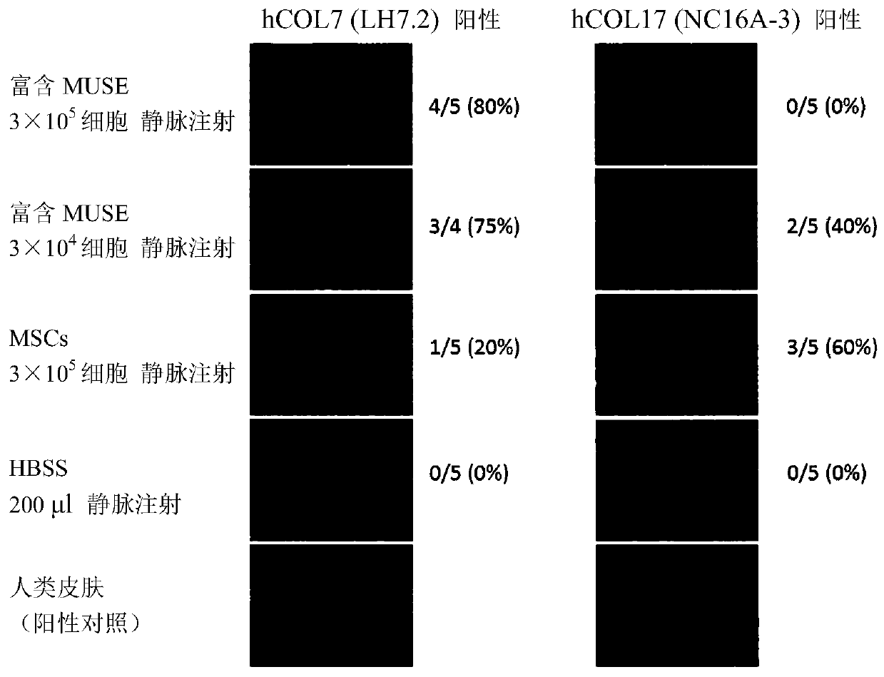 Treatment agent for epidermolysis bullosa