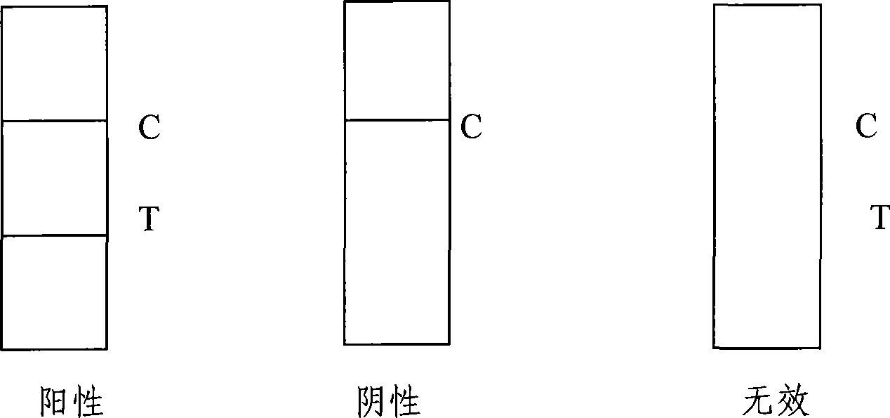 Test paper strip for rapidly detecting brucellosis antibody