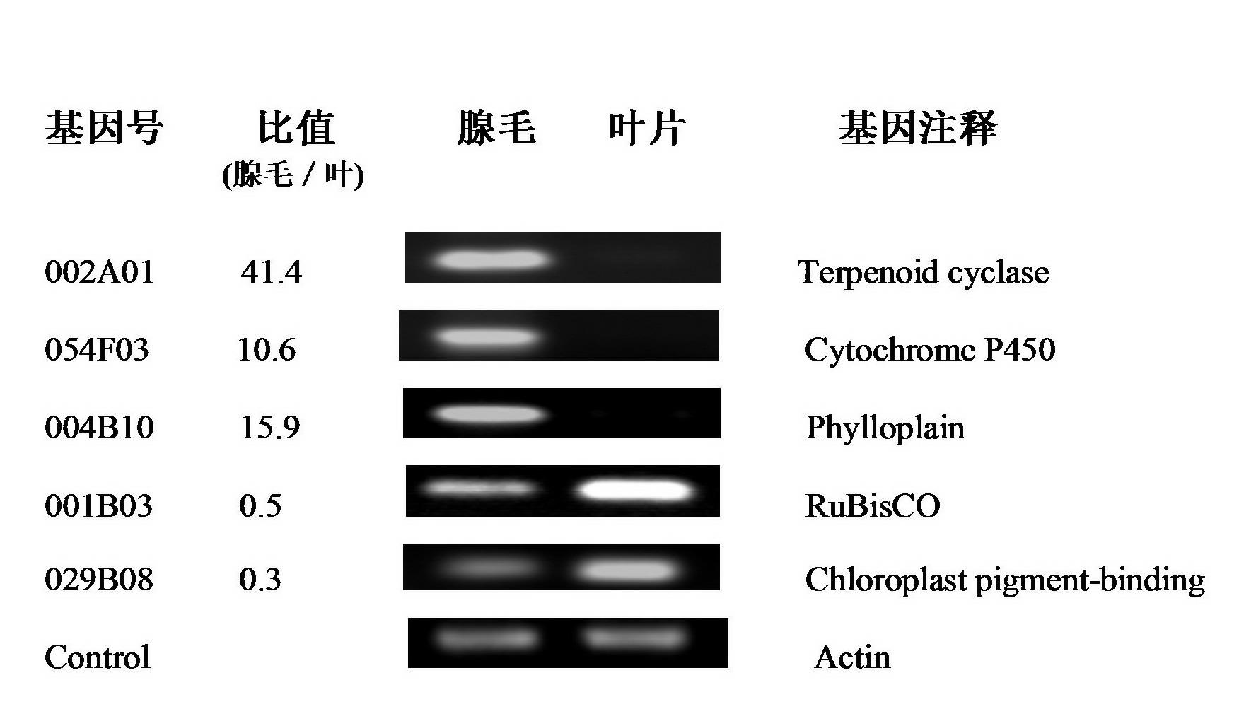 Tobacco glandular hair cDNA (complementary Deoxyribonucleic Acid) microarray for expression profile and preparation and application thereof