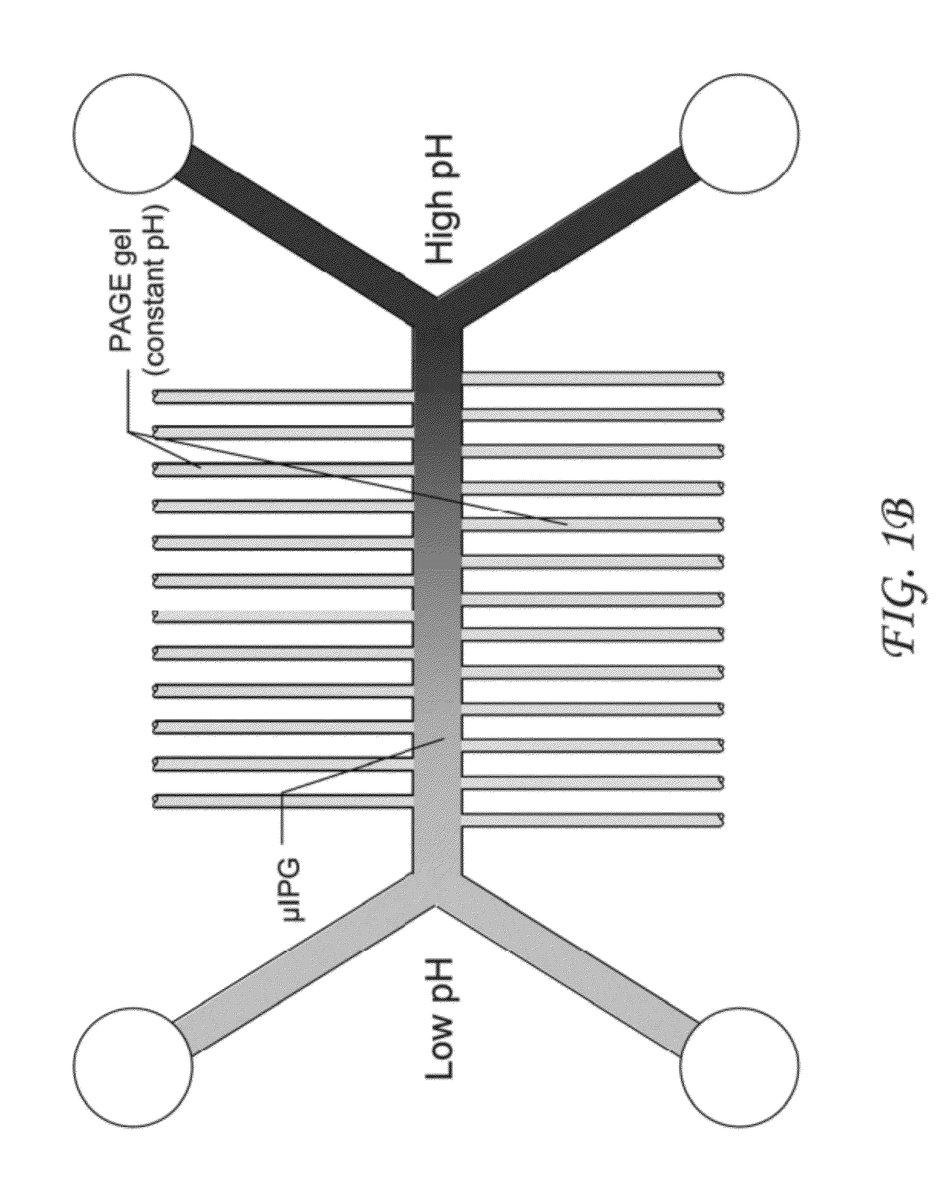 Microfluidic device having an immobilized pH gradient and PAGE gels for protein separation and analysis