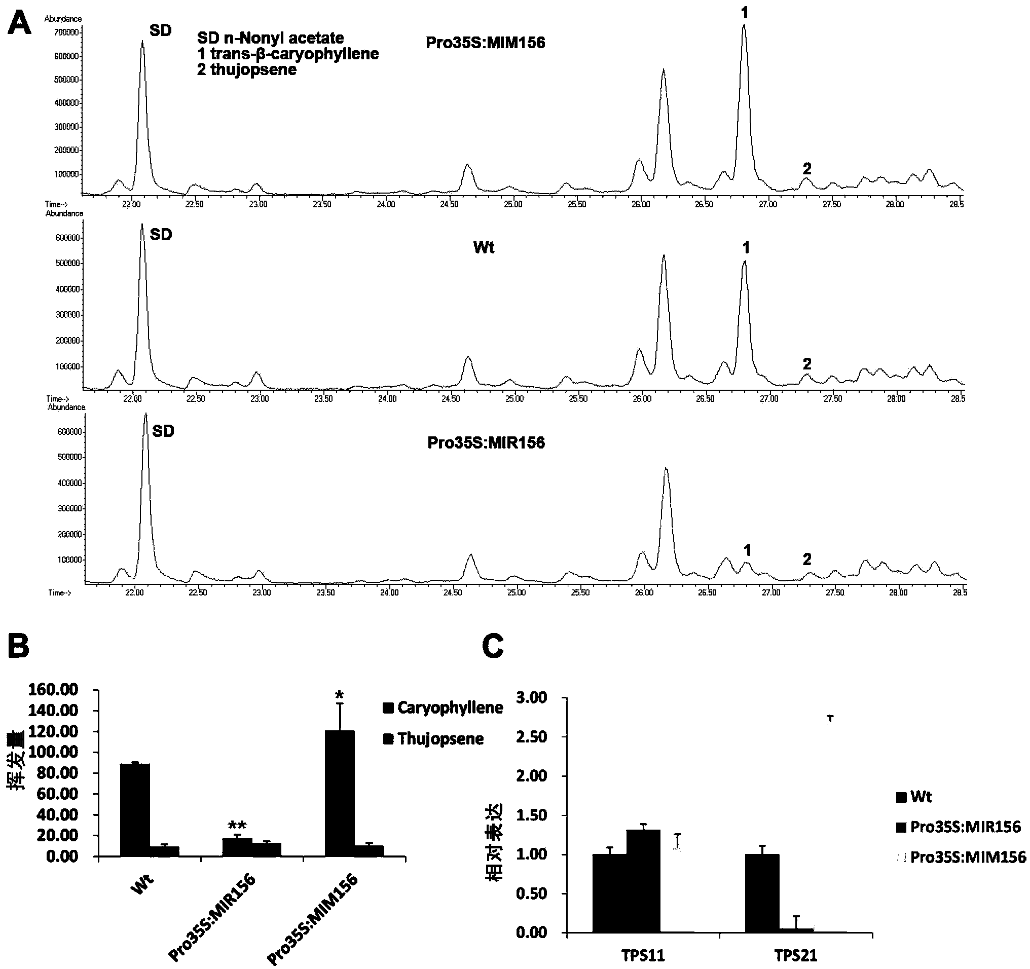 Method for regulating volatile oil content of plant by using MicroRNA156 and its target gene