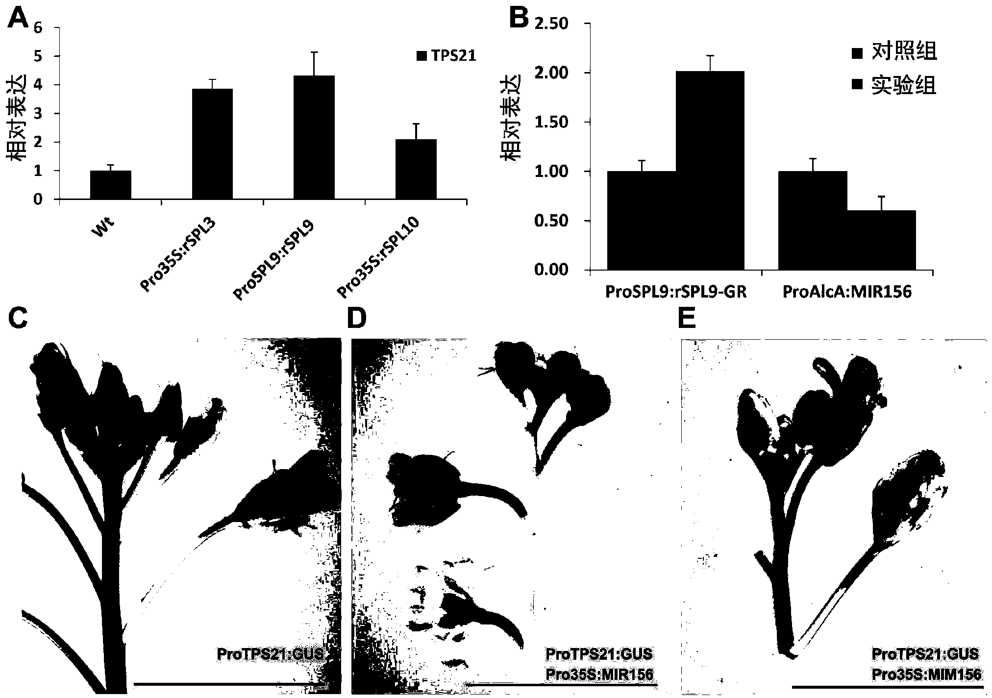 Method for regulating volatile oil content of plant by using MicroRNA156 and its target gene