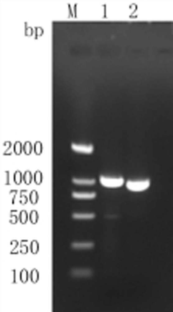 A kind of bacillus licheniformis beta-mannanase mutant and its application