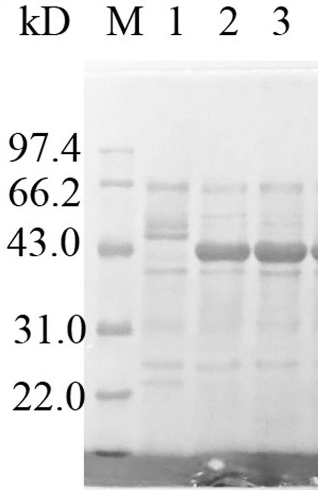 A kind of bacillus licheniformis beta-mannanase mutant and its application