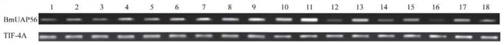 Application of bombyx mori BmUAP56 gene