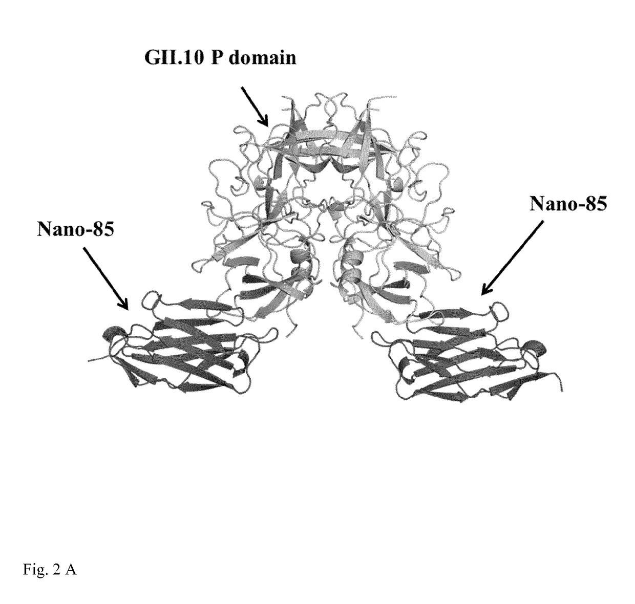 Norovirus antibodies