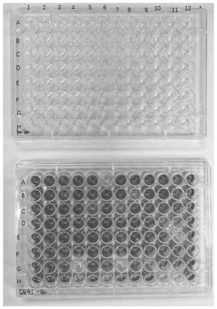 Construction method of peak camel phage display nano antibody