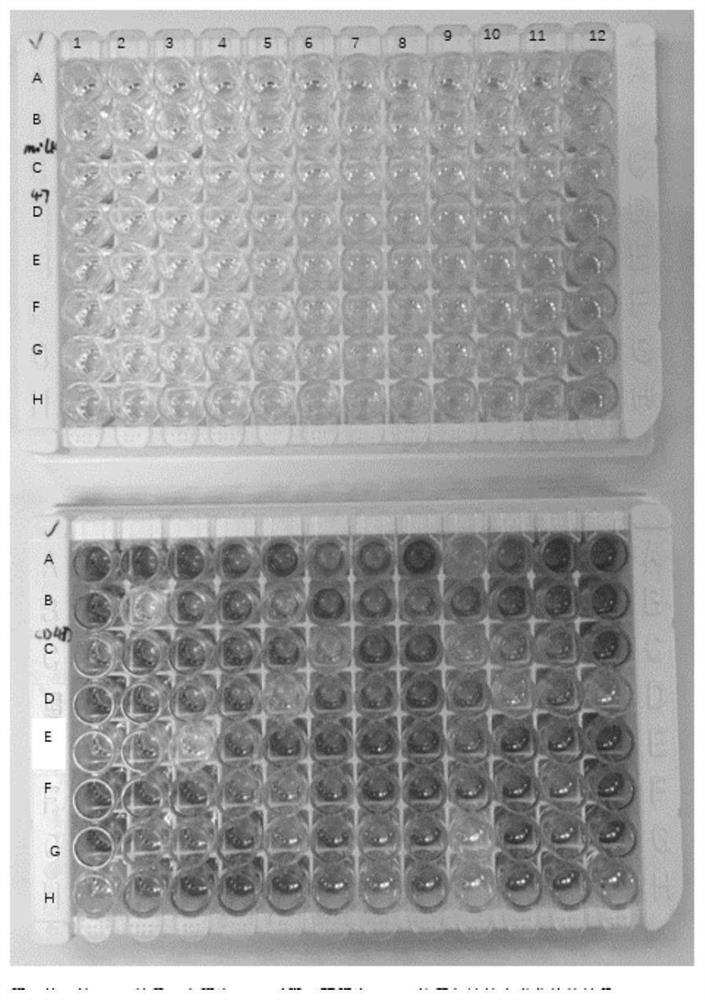 Construction method of peak camel phage display nano antibody