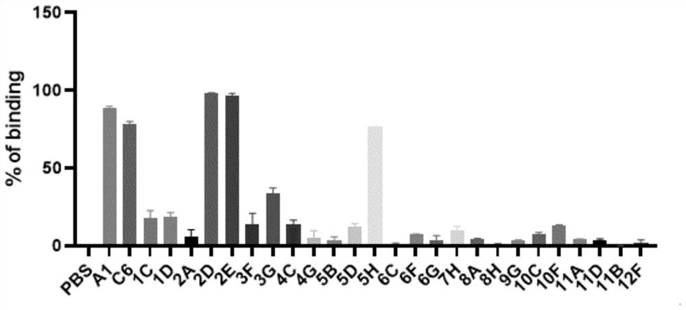 Construction method of peak camel phage display nano antibody