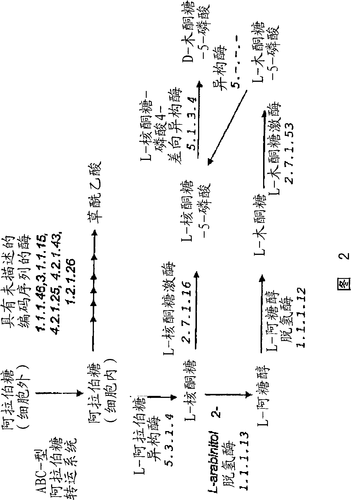 Genes from actinobacillus succinogenes 13oz (atcc 55618) for production of chemicals from the a. succinogenes C4-pathway