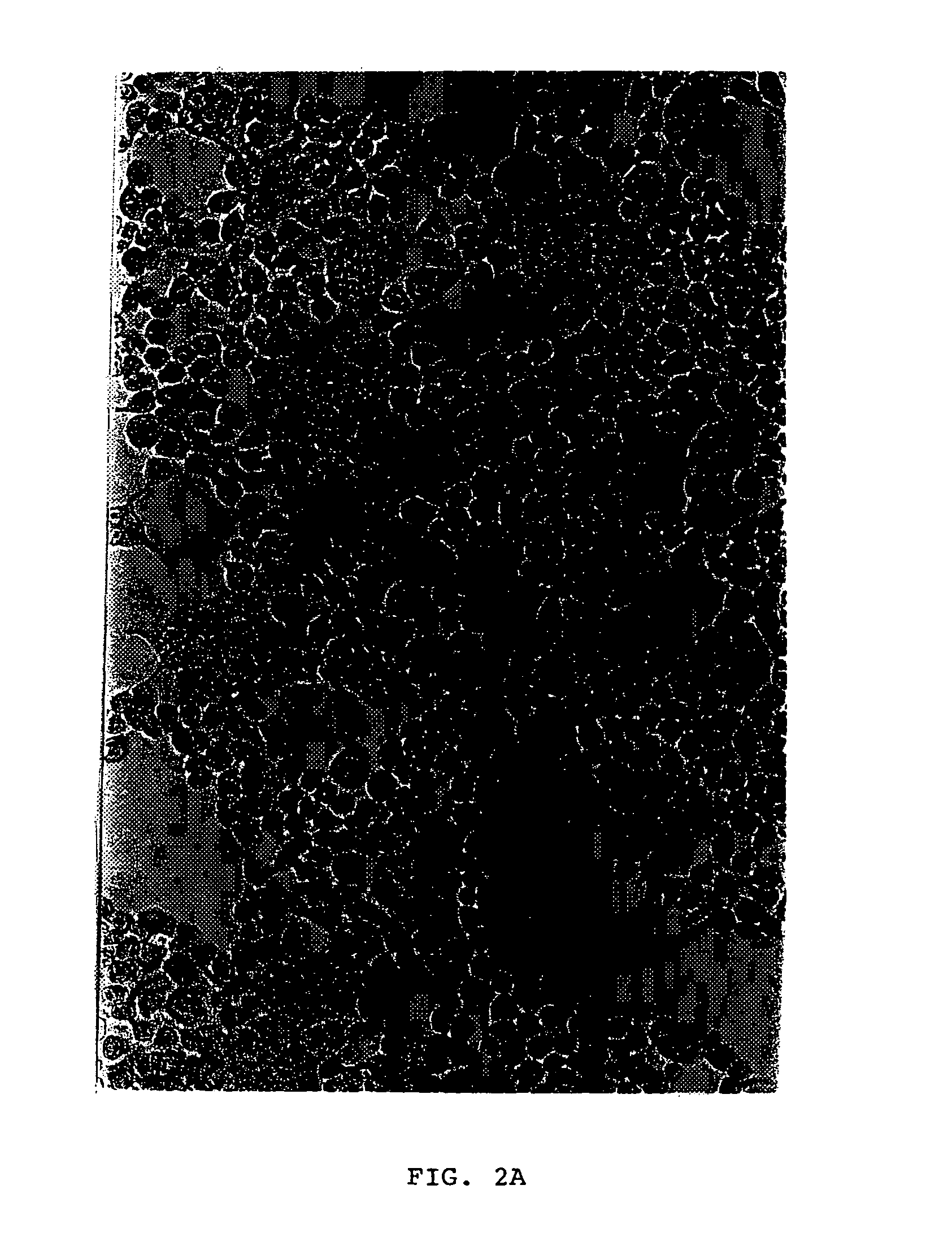 Pseudotyped retroviruses and stable cell lines for their production