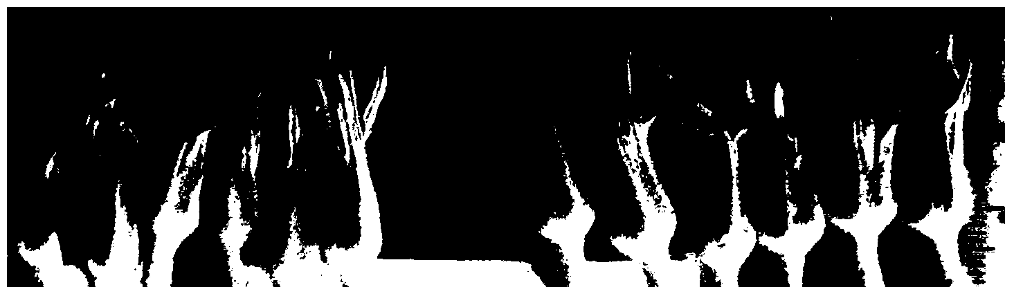 Method for inducing eggplant anther to regenerate haplobiont