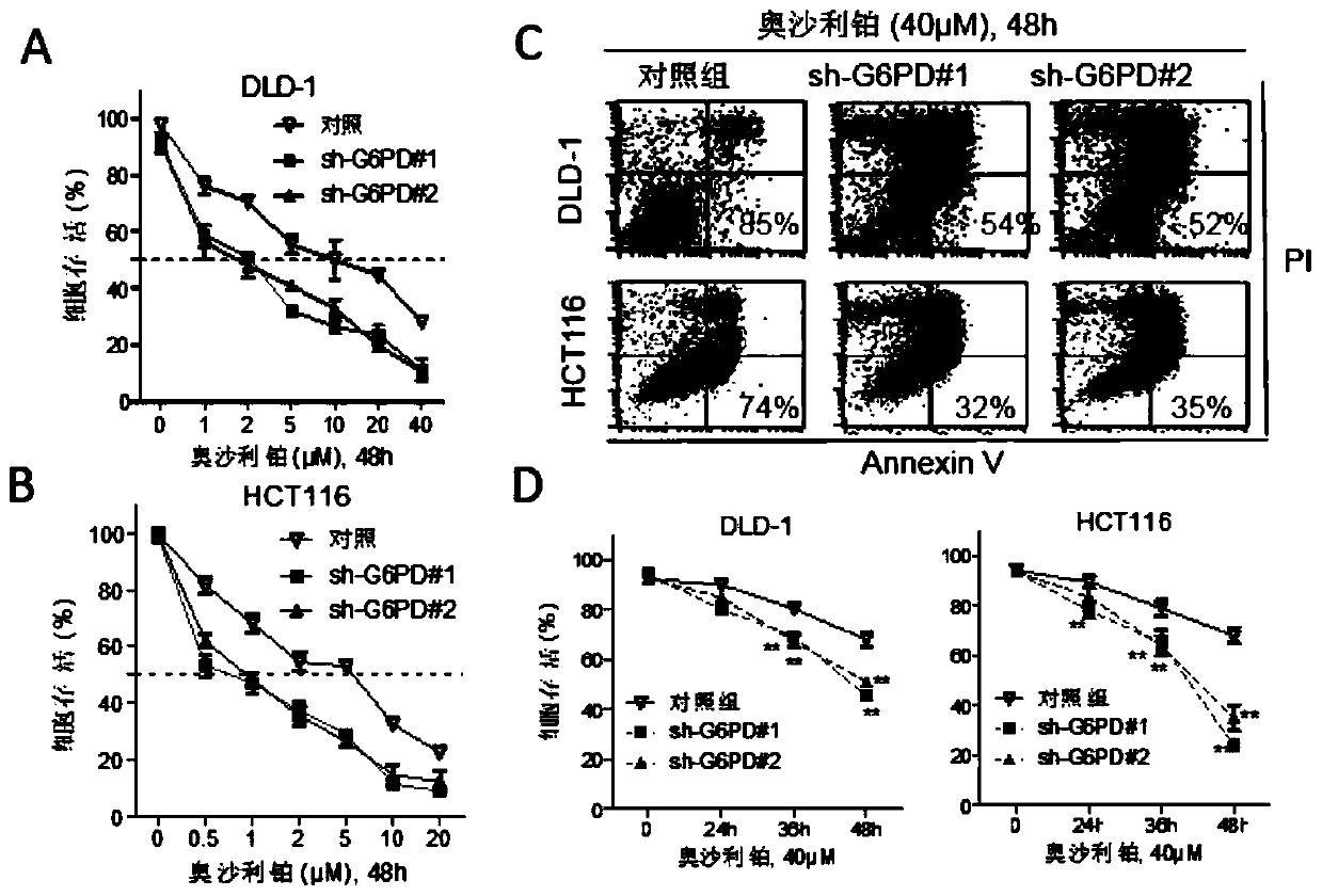 Application of g6pd gene and its expression product in the treatment of colorectal cancer