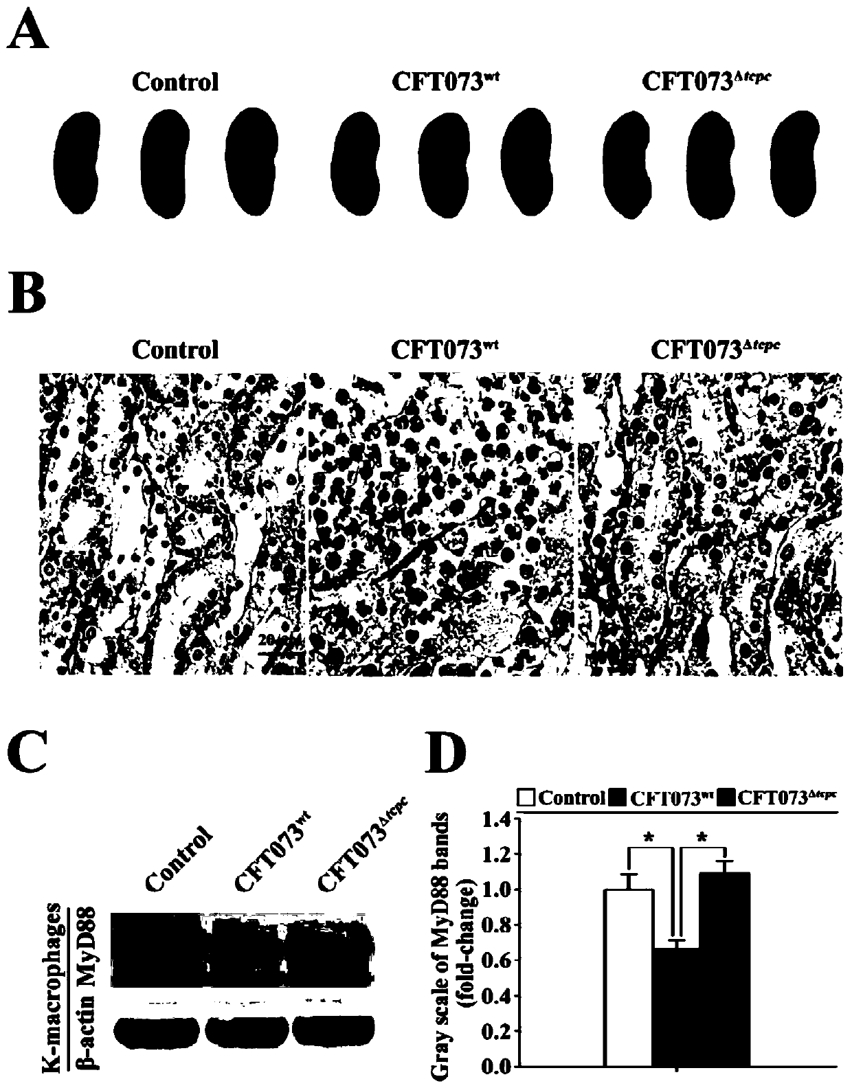 Novel E3 ubiquitin ligase TcpC and application thereof