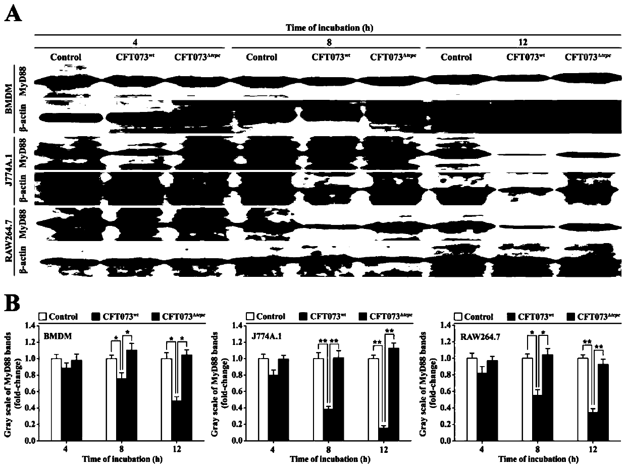 Novel E3 ubiquitin ligase TcpC and application thereof