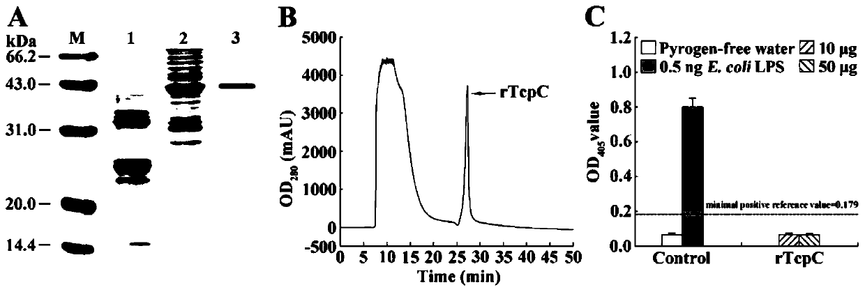 Novel E3 ubiquitin ligase TcpC and application thereof