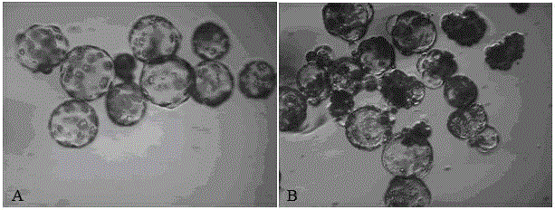 Special culture medium and method for culturing porcine trophoderm stem cells