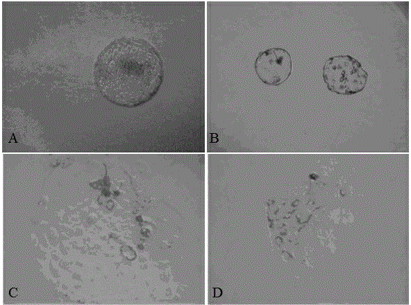 Special culture medium and method for culturing porcine trophoderm stem cells