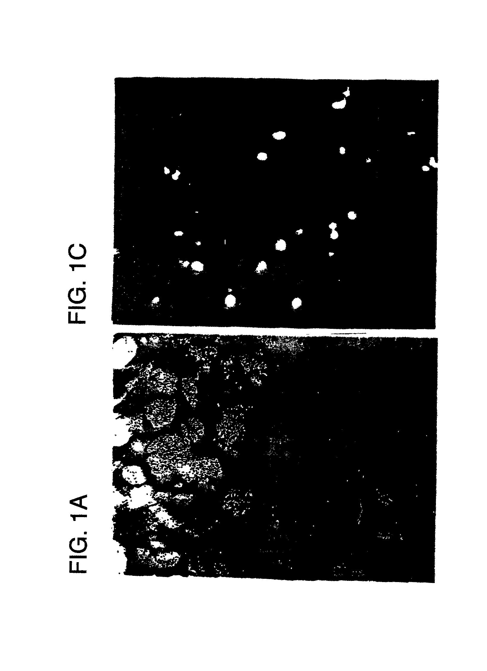 Therapeutic use of cis-element decoys in vivo