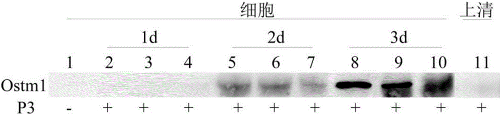 Application of osteopetrosis-related transmembrane protein in medicine for treatment or prevention of EV71 infection