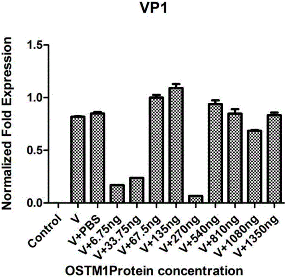 Application of osteopetrosis-related transmembrane protein in medicine for treatment or prevention of EV71 infection