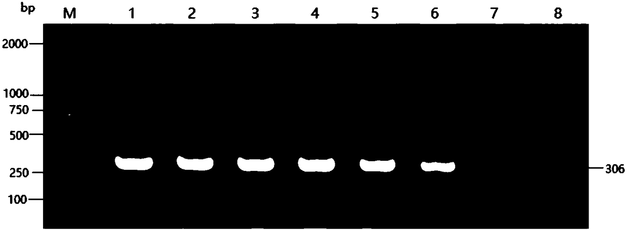 Bird polyoma virus PCR (polymerase chain reaction) diagnostic kit and detection method thereof