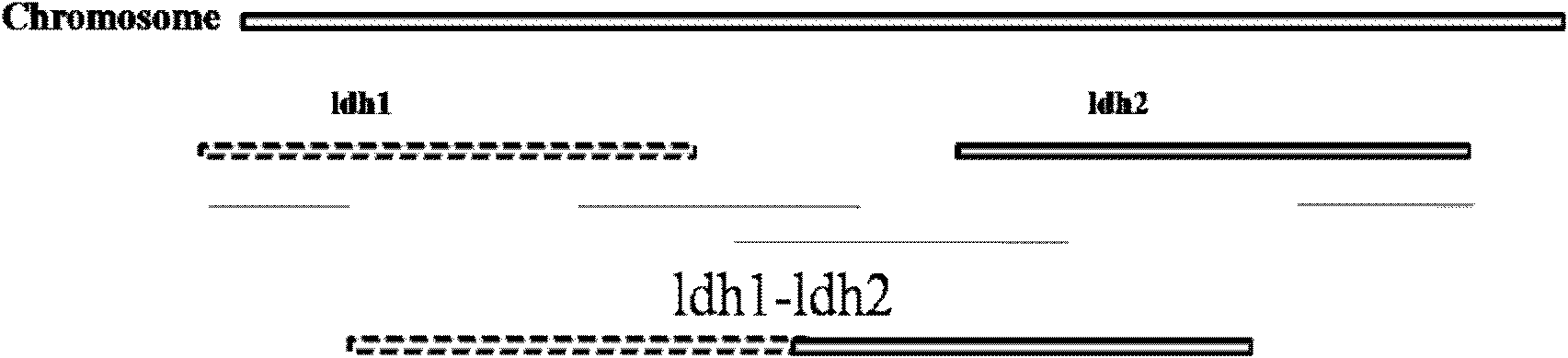 L-lactate dehydrogenase gene-deleted engineering bacterium and construction method and application thereof