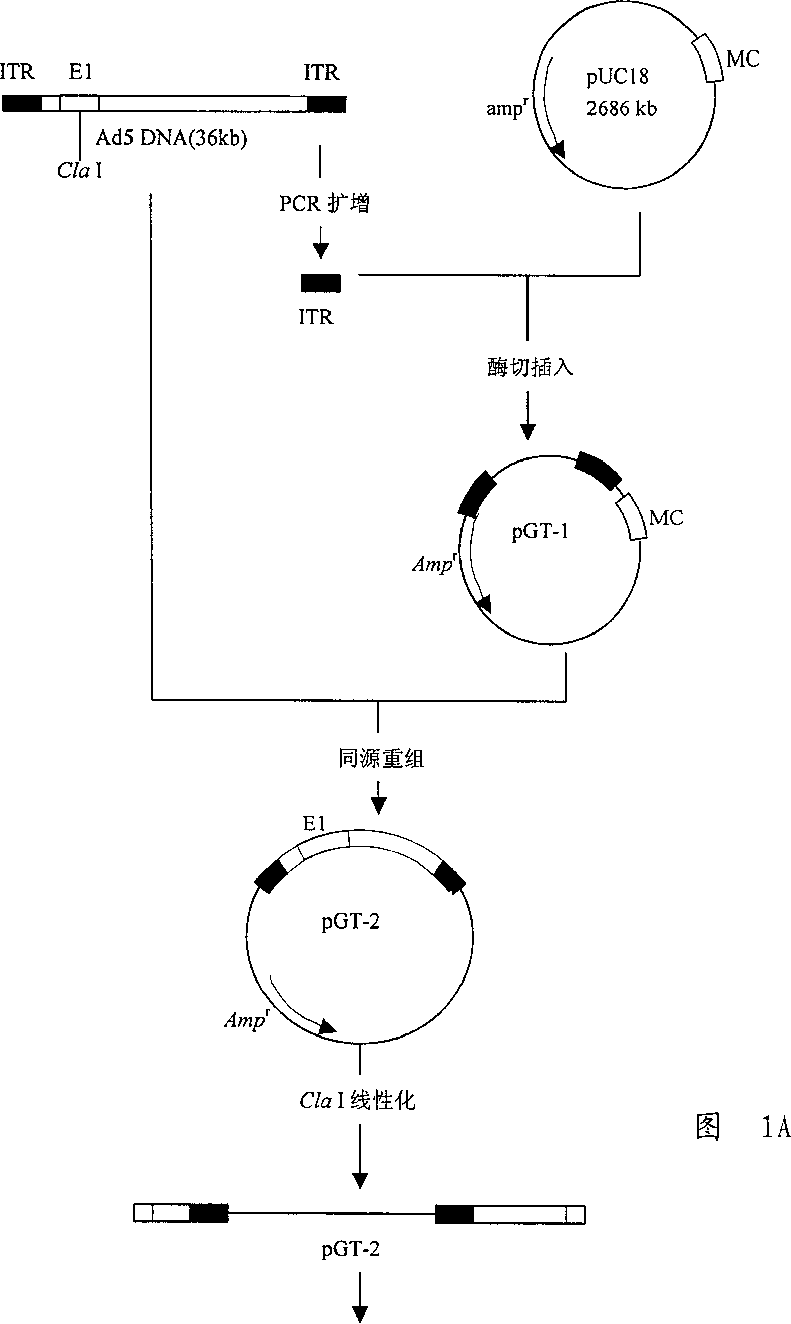 Gene recombined medicine of adenovirus carrier and p53 gene for treating proliferative diseases