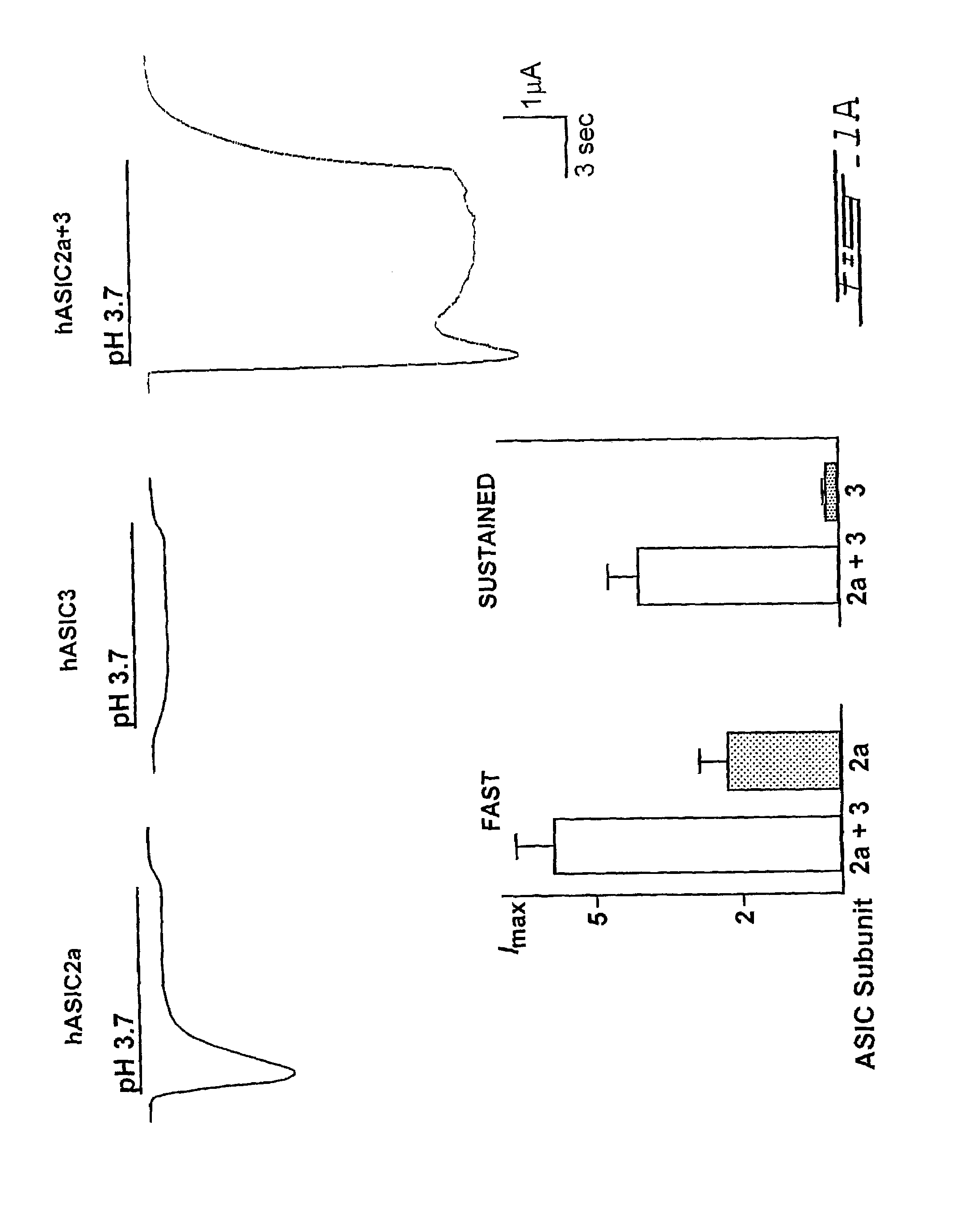 Heteromultimeric ion channel receptor and uses thereof