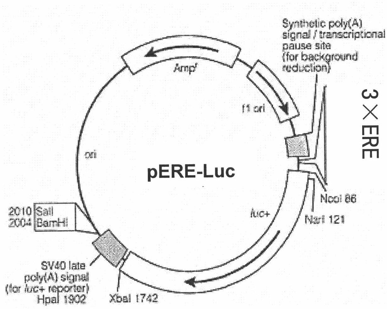 Construction method for screening active components of phytoestrogen