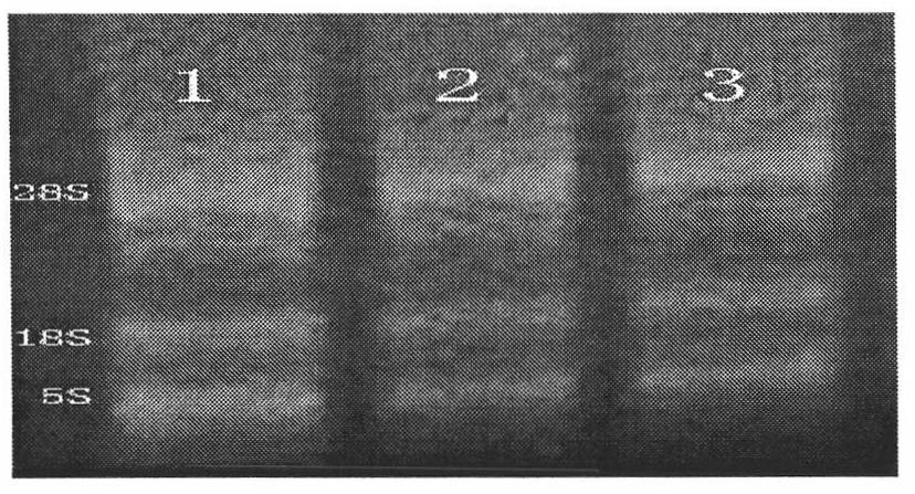 Construction method for screening active components of phytoestrogen