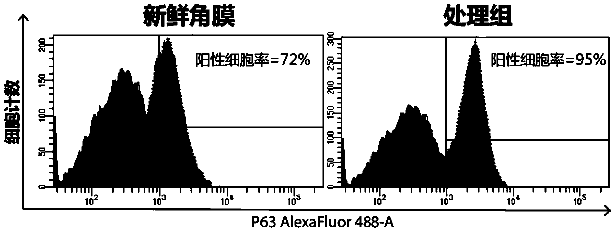 Limbal stem cells and preparation method thereof