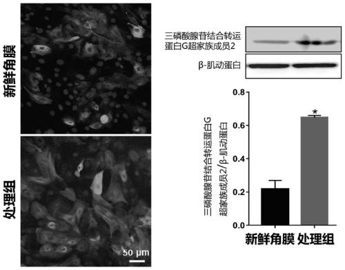 Limbal stem cells and preparation method thereof