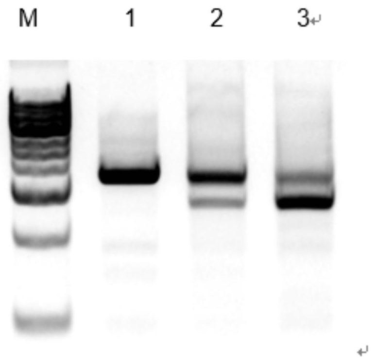 The sgRNA that specifically recognizes the porcine tert site, its coding DNA and its application