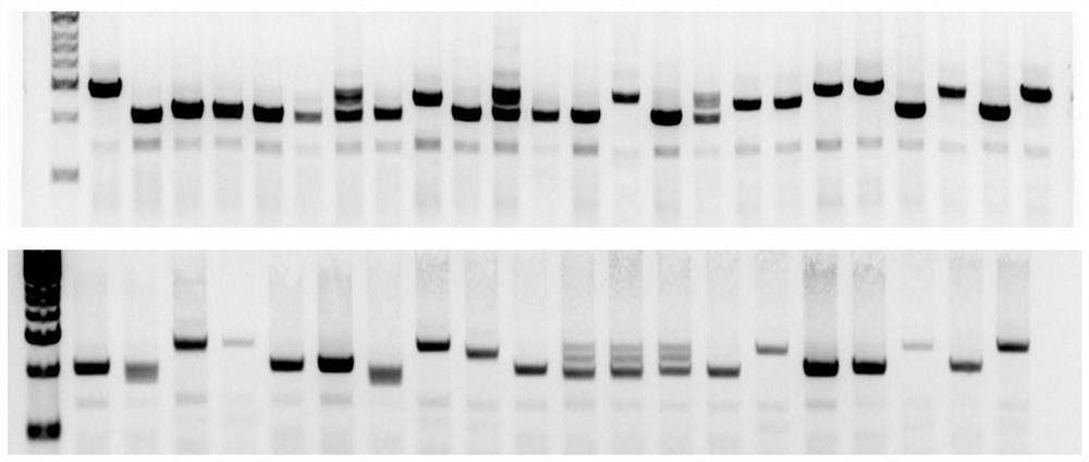 The sgRNA that specifically recognizes the porcine tert site, its coding DNA and its application