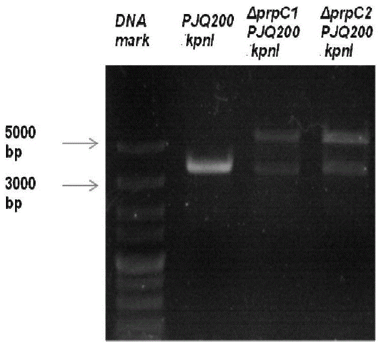 Genetically engineered bacterium for producing polyhydroxybutyric acid-valerate as well as construction method and application of genetically engineered bacterium