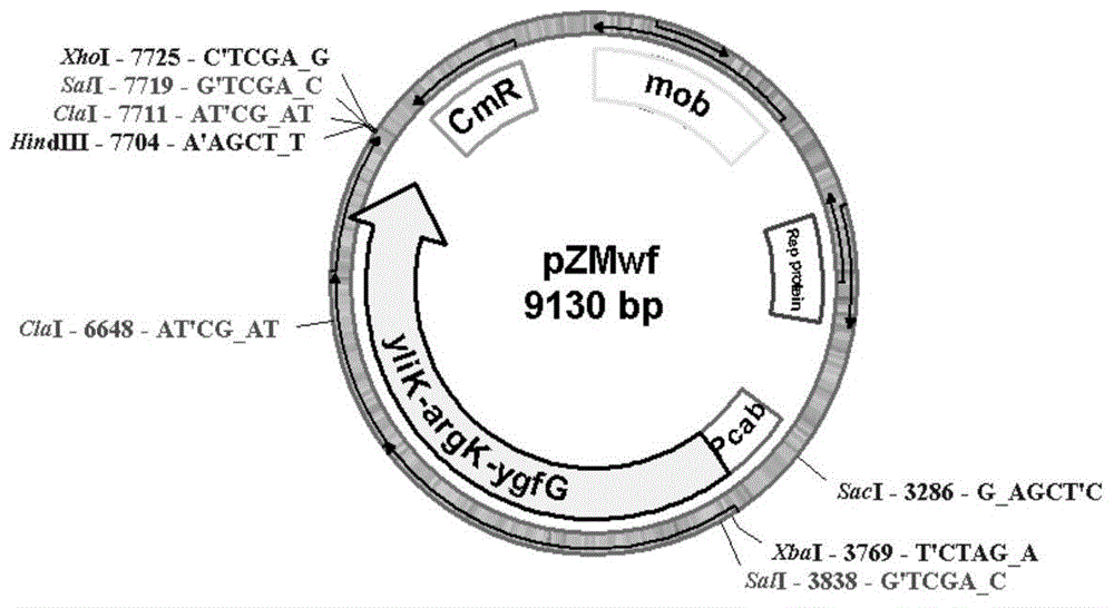 Genetically engineered bacterium for producing polyhydroxybutyric acid-valerate as well as construction method and application of genetically engineered bacterium