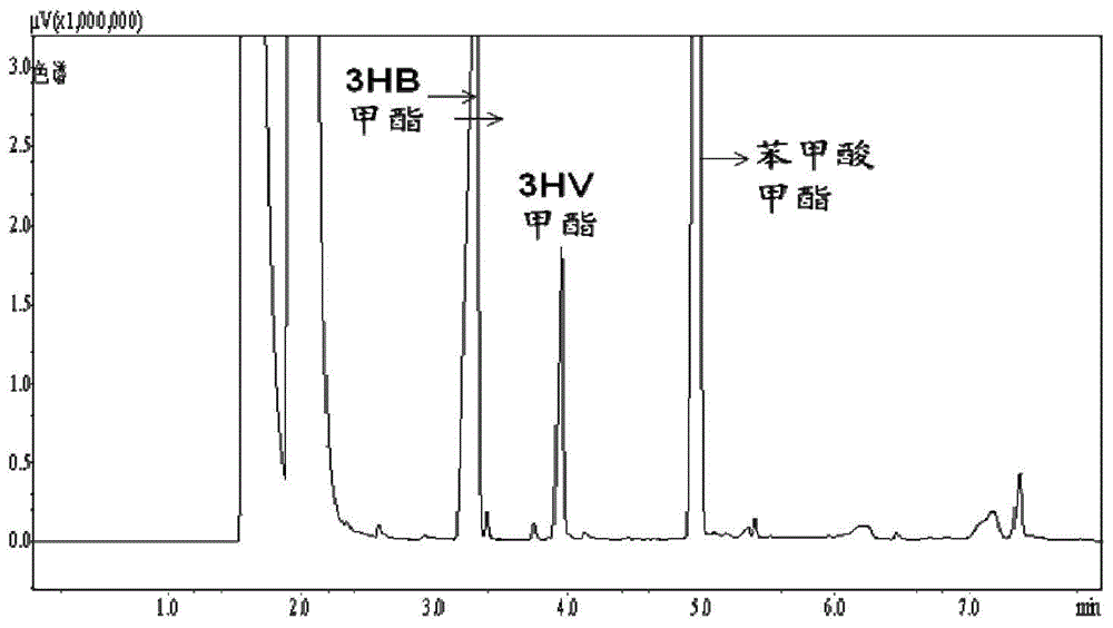 Genetically engineered bacterium for producing polyhydroxybutyric acid-valerate as well as construction method and application of genetically engineered bacterium