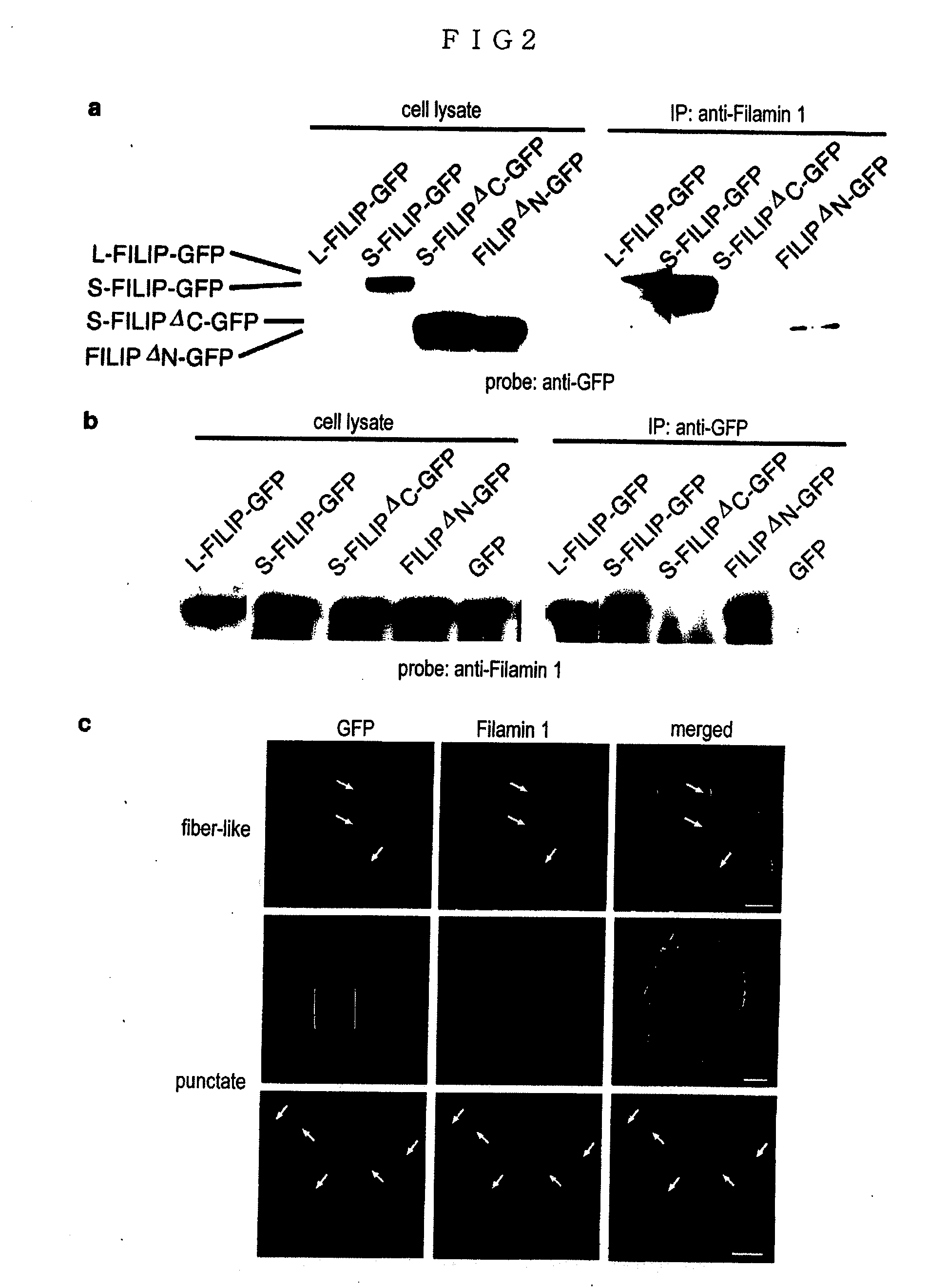 Proteins Having Effects Of Controlling Cell Migration And Cell Death