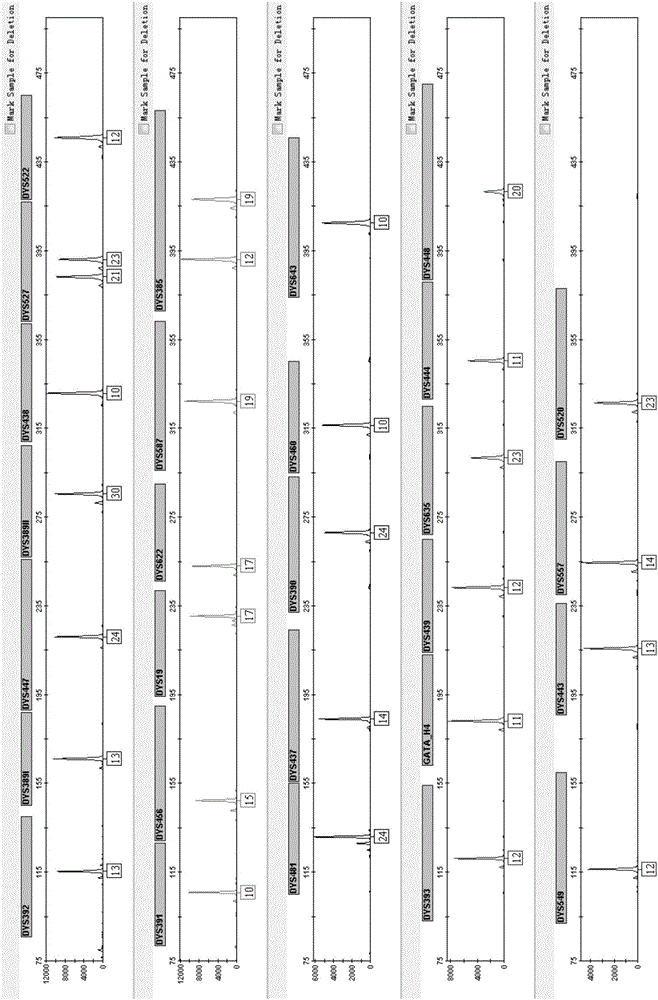 Multi-color fluorescence multiplex amplification kit for amplifying STR gene locuses of human Y chromosome and application of kit