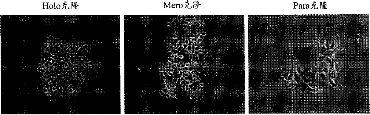 Separation method of cancer stem cells