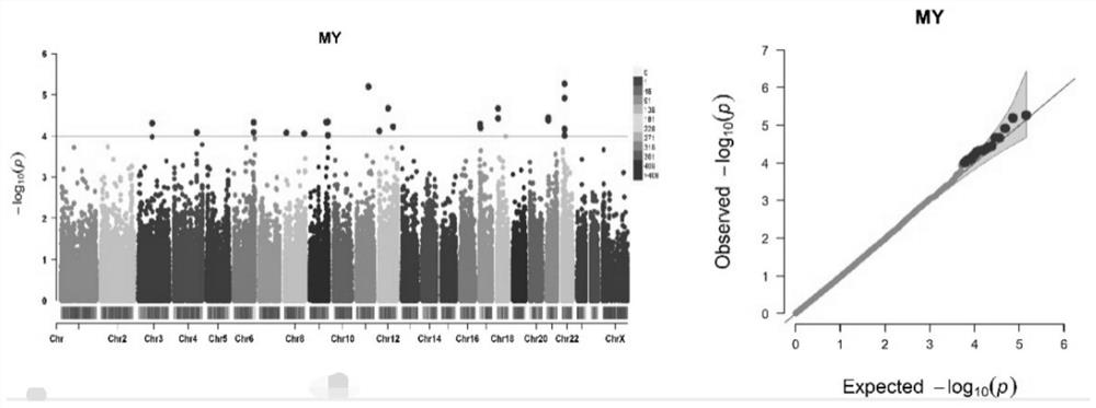 Obtaining method and application of SNP related to milk buffalo milk production traits