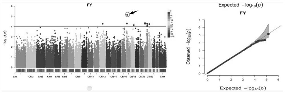 Obtaining method and application of SNP related to milk buffalo milk production traits