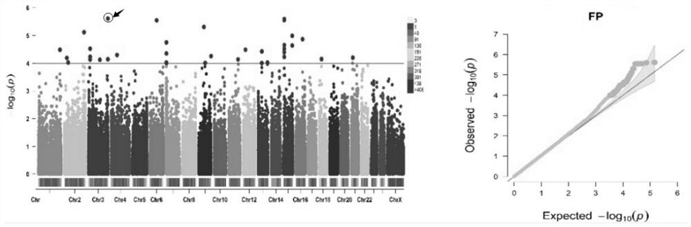 Obtaining method and application of SNP related to milk buffalo milk production traits