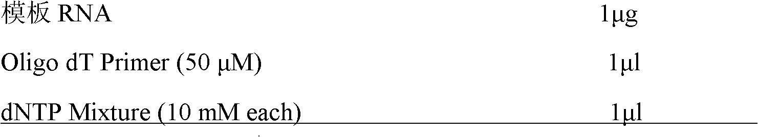 Amolops hainanensis antimicrobial peptide Hainanenin-1, and gene, separation purification, chemical synthesis and application thereof