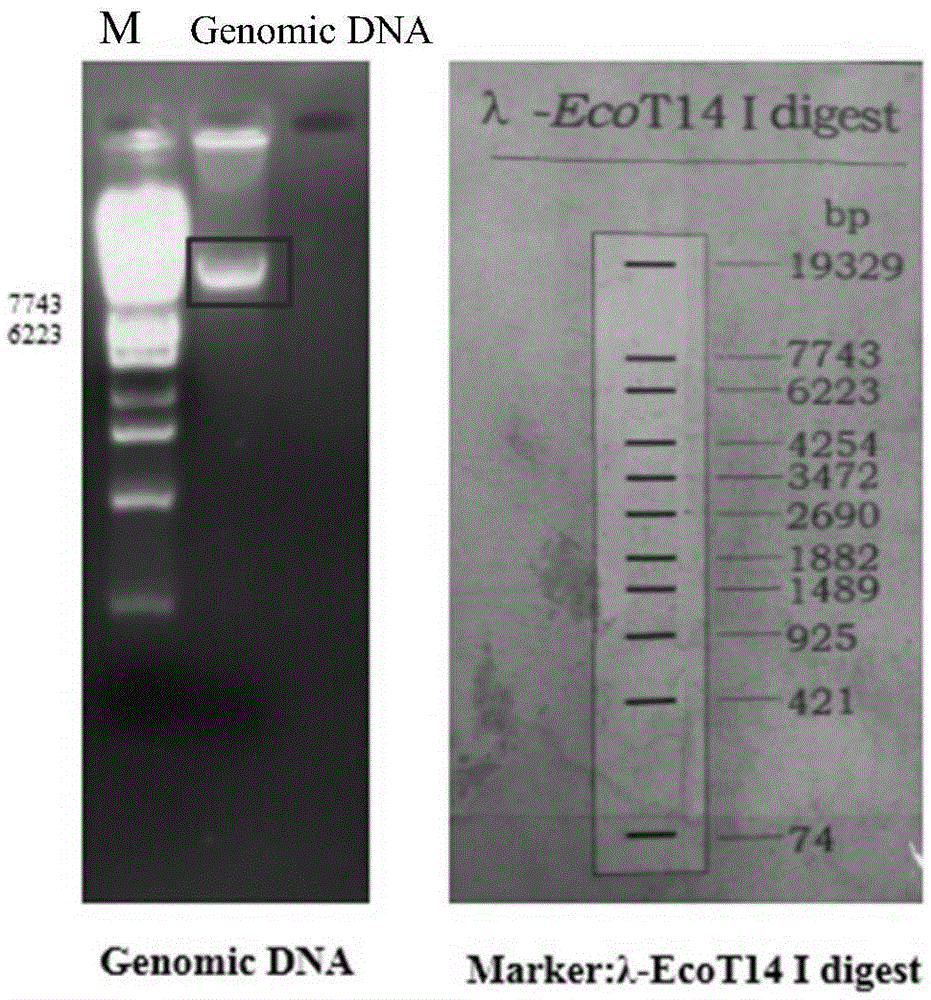 Preparation method and application of endo-inulinase