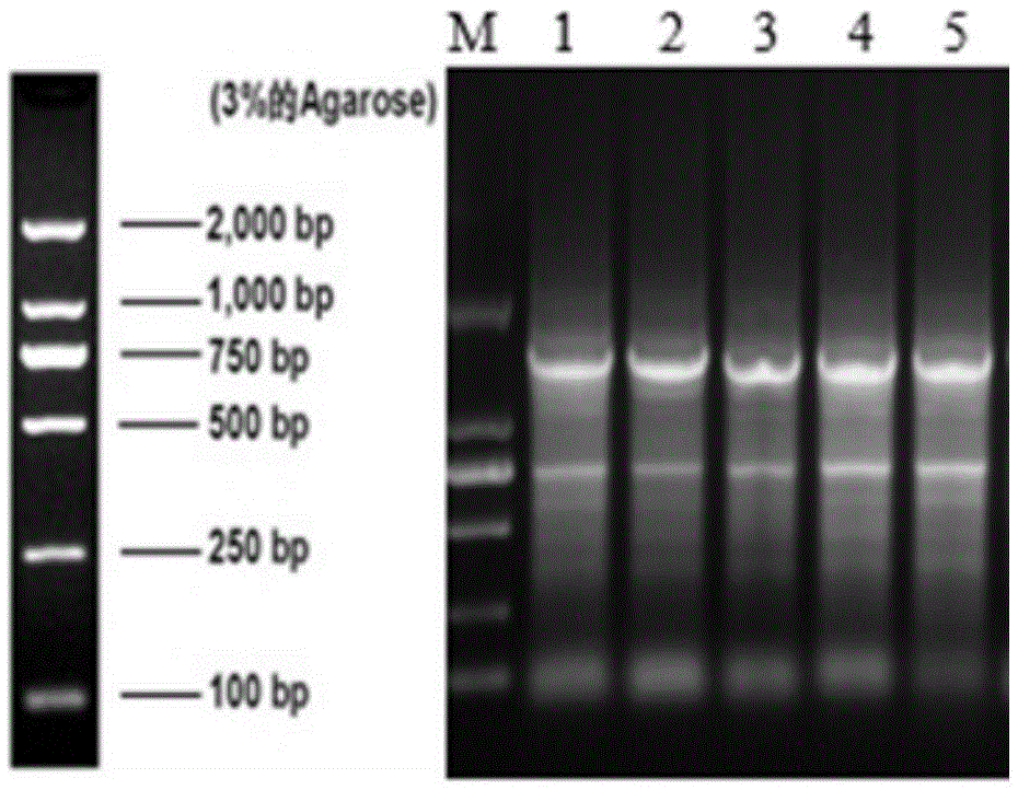 Preparation method and application of endo-inulinase