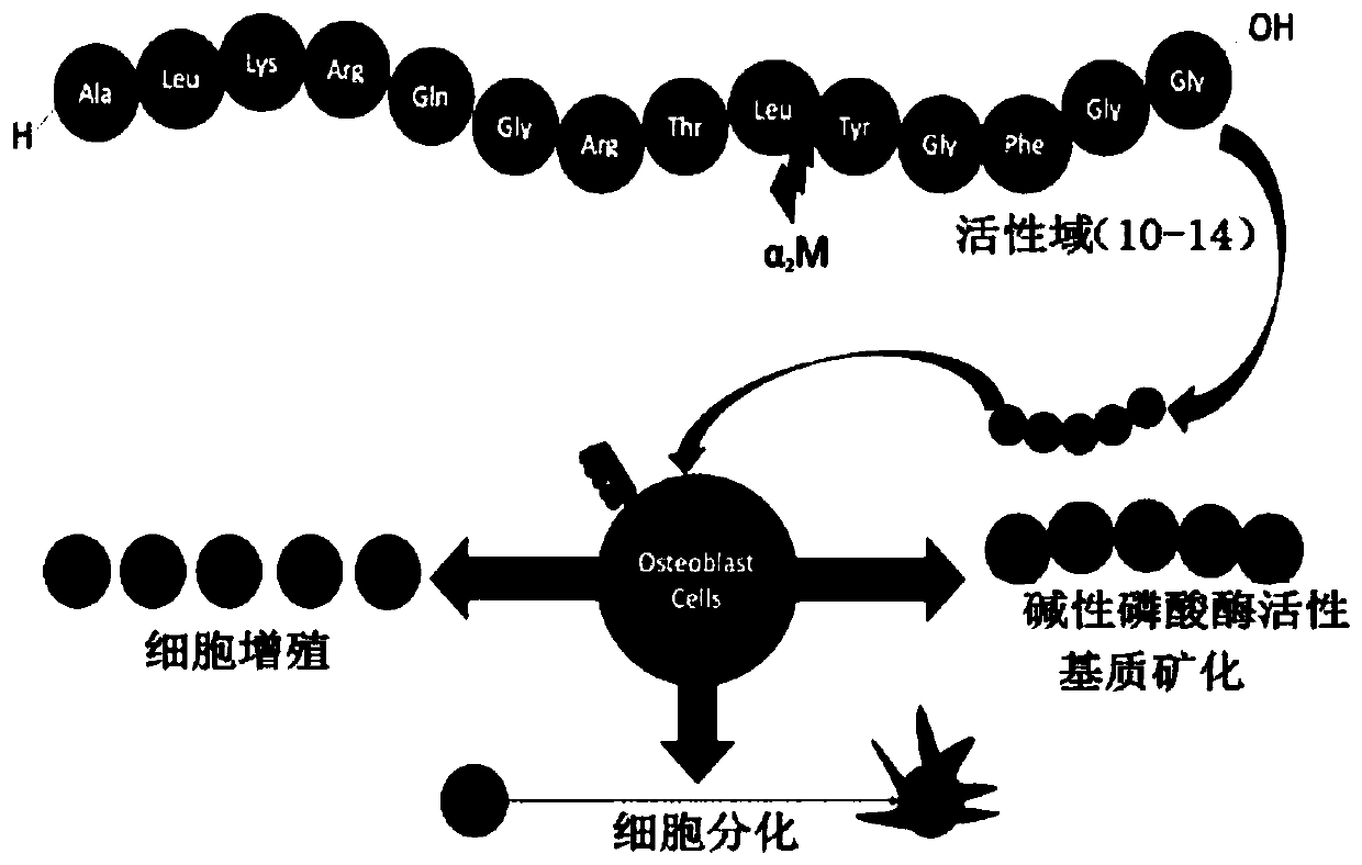 Preparation method of a co-crosslinked double network hydrogel scaffold promoting osteogenic growth