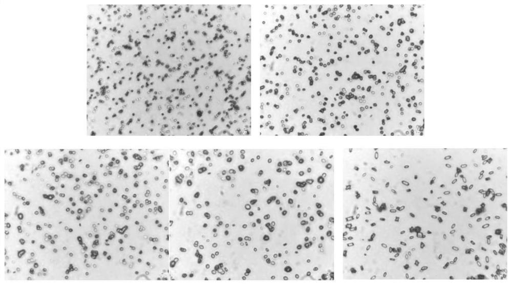 Polysaccharide of aspidopterys obcordata and application thereof